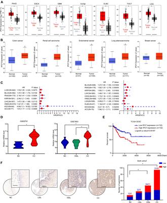 Increased Nuclear Transporter Importin 7 Contributes to the Tumor Growth and Correlates With CD8 T Cell Infiltration in Cervical Cancer